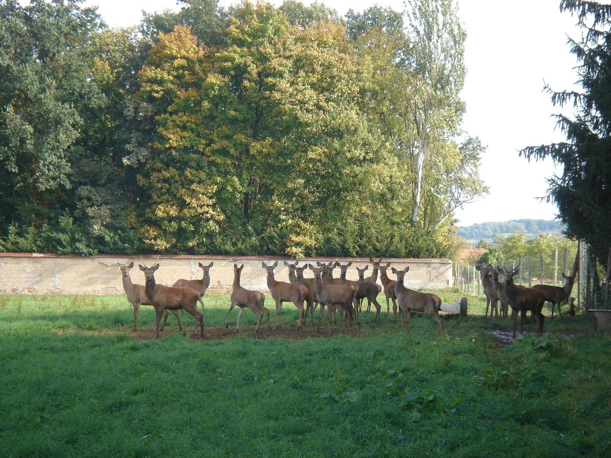 La Ferme Aux Biches Bed & Breakfast Commelle-Vernay Exterior photo